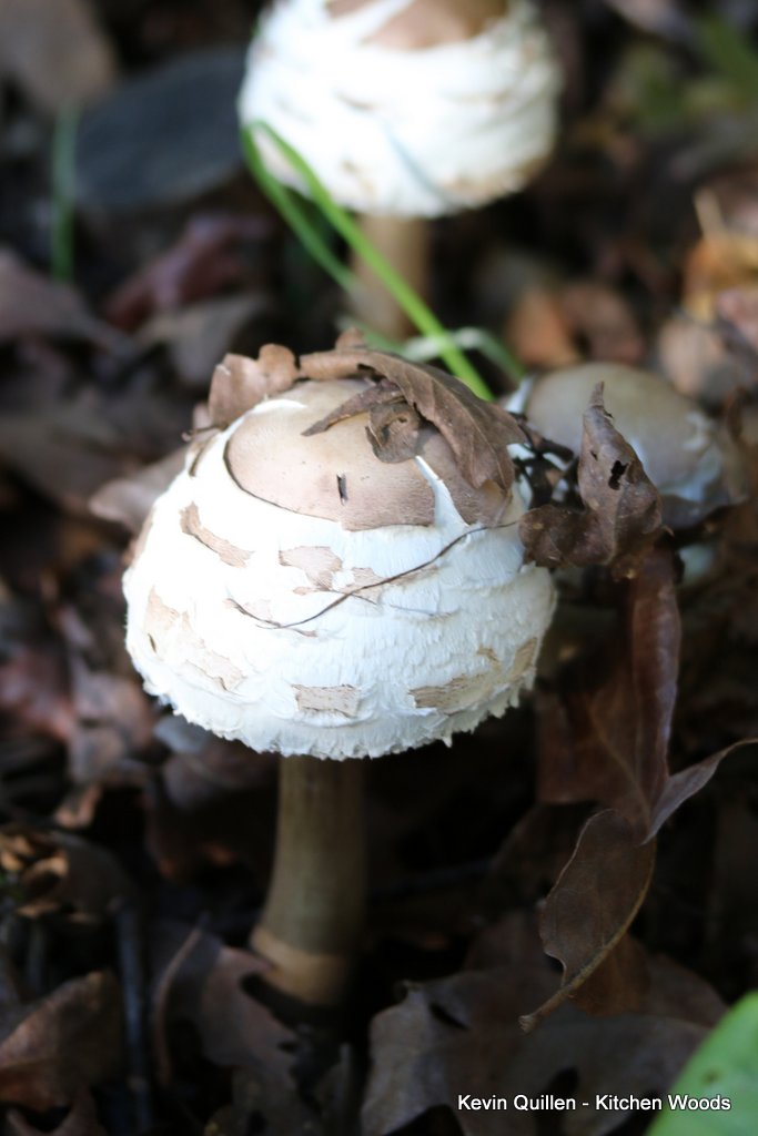 White Mushrooms - #4